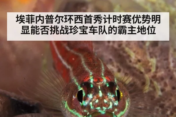 埃菲内普尔环西首秀计时赛优势明显能否挑战珍宝车队的霸主地位